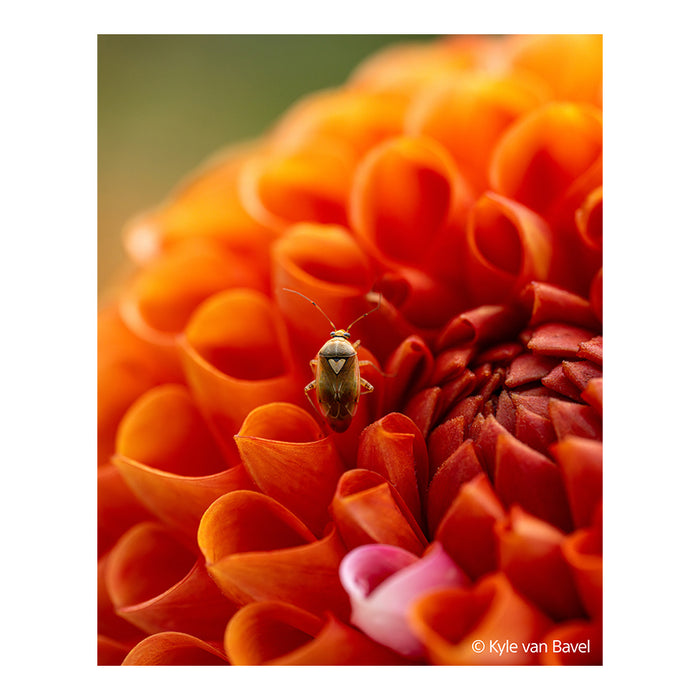 SEL100M28GMB-foto-scattata