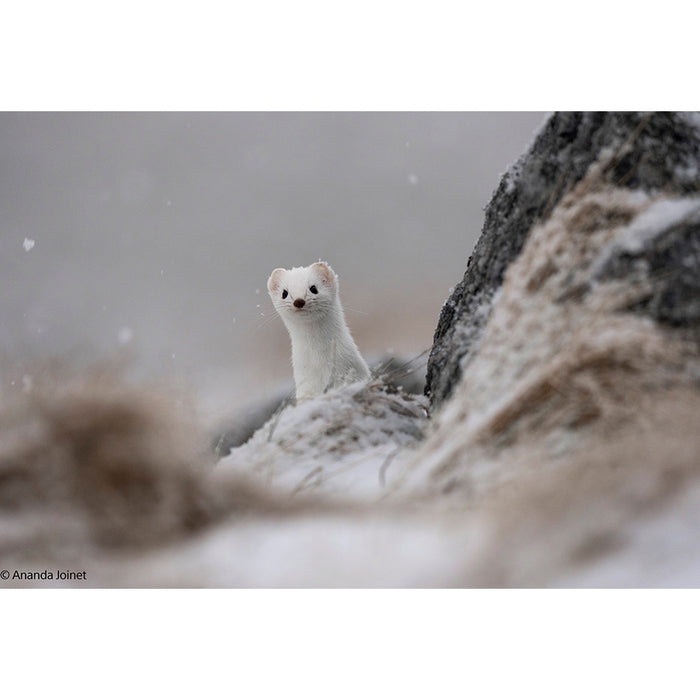 sony-tele-obiettivo-super-zoom-ultrangolare