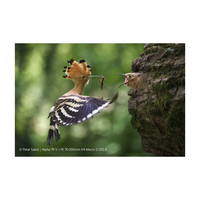 Sony FE 70-200mm F4 Macro G OSS II (SEL70200G2) - Garanzia Sony Italia