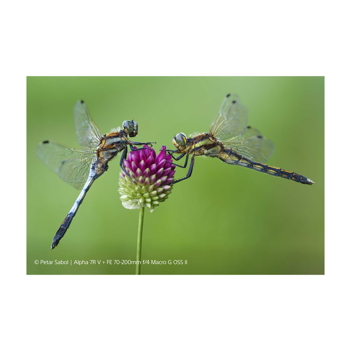 Sony FE 70-200mm F4 Macro G OSS II (SEL70200G2) - Garanzia Sony Italia